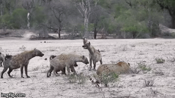 Video: Sư tử cái “mở con đường máu” thoát thân khỏi 20 con linh cẩu háu đói