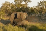 Video: Hãi hùng cảnh voi nổi khùng húc tê giác lăn lông lốc