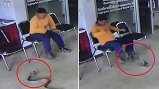 Video: Rắn dài 1,8m đột nhập đồn cảnh sát, chồm lên cắn người