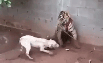 Video: Cả gan trêu đùa hổ dữ, chó Dogo nhận kết cục bi thảm