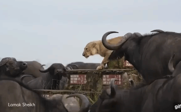 Ngược đời: Sư tử co ro khi bị