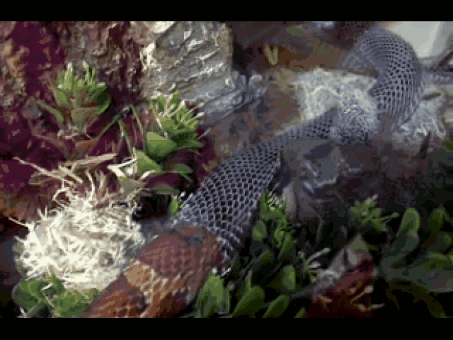 Video: Rùng mình cảnh lột da rắn hổ mang chúa