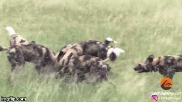 Video: Trâu mẹ bất lực nhìn bầy chó hoang “làm thịt” con ngay trước mắt