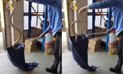 Video: Rắn độc bị bắt vẫn cố ngóc đầu tấn công người