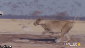 Video: Sư tử cái đoạt mạng linh dương sừng xoắn châu Phi chỉ bằng 1 cú đớp