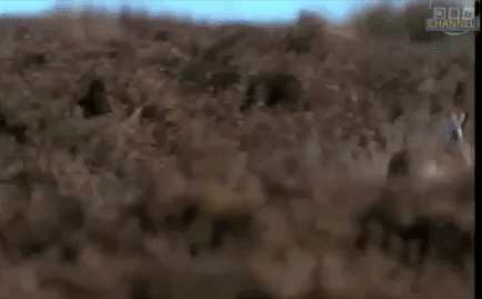 Video: Đại bàng giương cặp vuốt sắc nhọn tóm gọn thỏ