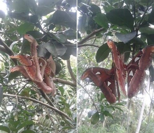 Sự thật bất ngờ về bức ảnh 'rắn 3 đầu' đậu trên cây khiến nhiều người hoang mang