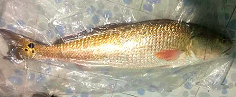 Tin tức thời sự 24h mới nhất ngày 20/12/2018: Phó Chủ tịch Bình Thuận bị đột quỵ trong cuộc họp