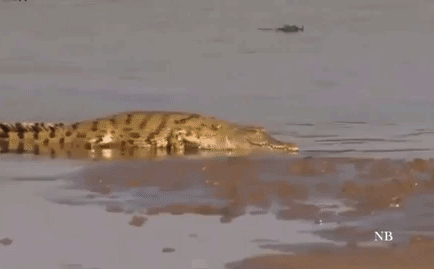 Video: Linh dương rơi vào thế