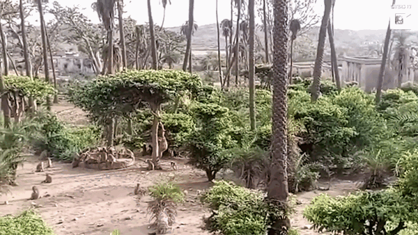 Video: Báo hoa mai rơi xuống giếng, bầy khỉ nháo nhào làm hành động lạ để cứu bạn