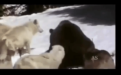 Video: Bầy sói háu đói lao vào cướp thức ăn của gấu đen và cái kết thảm