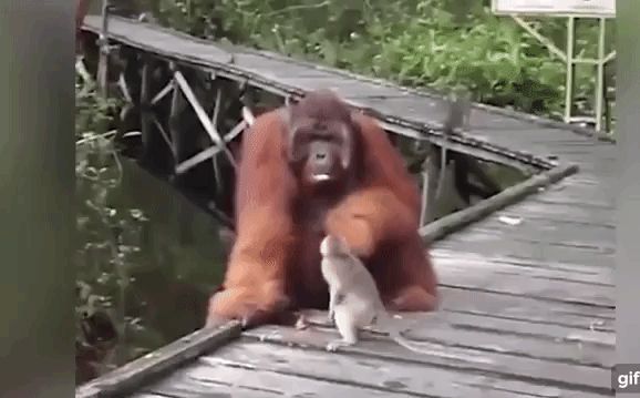 Video: Dám ăn trộm chuối của 