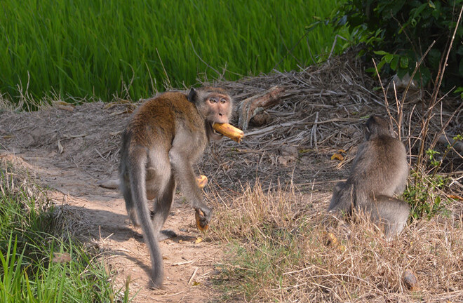 Đàn khỉ hung dữ có bờm giống sư tử cắn người dân ở Sóc Trăng