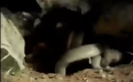 Video: Tự chui đầu vào hang của kẻ thù, rắn 4 sọc bị chồn sương mẹ cắn chết