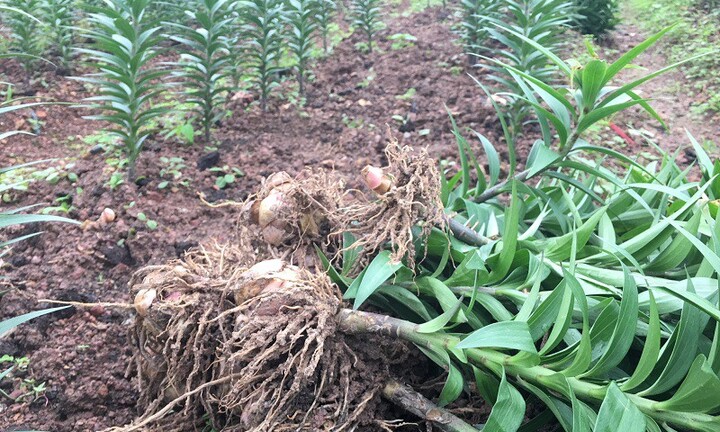 Nông dân đau đáu lo mất tết vì hoa tươi thối thân, giá cà phê sụt giá thê thảm