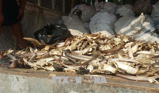 Hưng Yên: Bắt giữ 2 xe ô tô chở 6,5 tấn xương động vật bốc mùi hôi thối