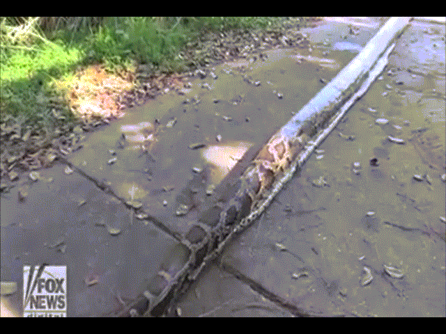 Video: Trăn Miến Điện