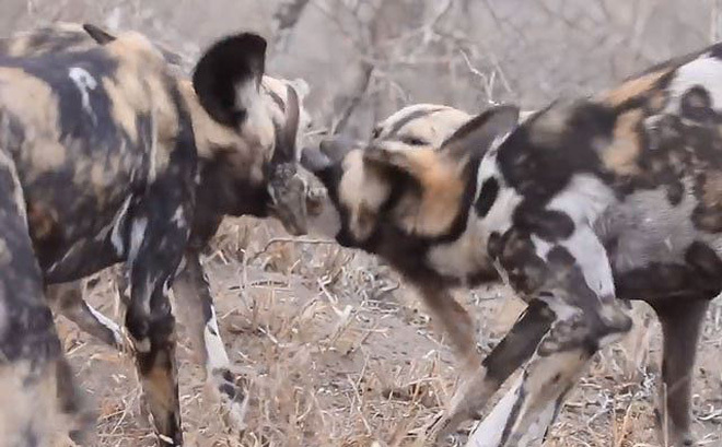 Video: Đàn chó hoang châu Phi đào hang, bắt sống thỏ