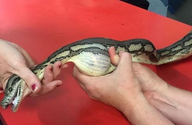 Video: Trăn quằn quại đau đớn vì nuốt nhầm...bóng tennis