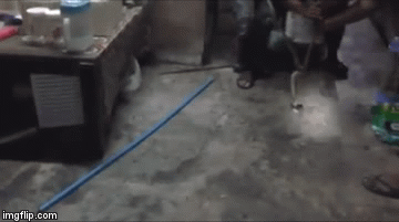 Video: Hổ mang chúa đụng độ trăn dài 2 mét và cái kết không ngờ