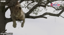 Video: Sư tử đực mắc kẹt trên cây cao,