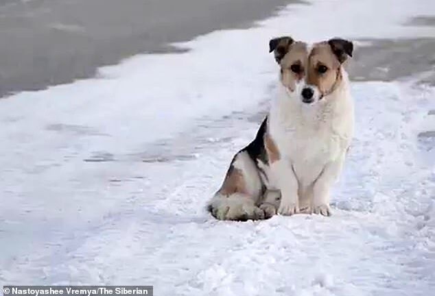 Chú chó chờ chủ ròng rã 6 tháng dưới thời tiết âm 30 độ ở trạm xe buýt