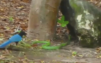 Hi hữu: Chim giẻ cùi điên cuồng tấn công, mổ rắn Mamba cực độc đến chết