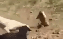 Video: Sóc đại chiến với bầy chó nhà hung hăng và diễn biến đầy bất ngờ