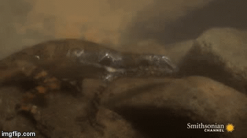 Video: Bí ẩn loài thằn lằn có bình dưỡng khí di động như thợ lặn với khả năng thở dưới nước cực đỉnh