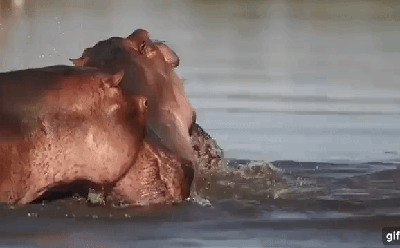 Video: Hà mã nổi điên, lao vào cắn xé đồng loại