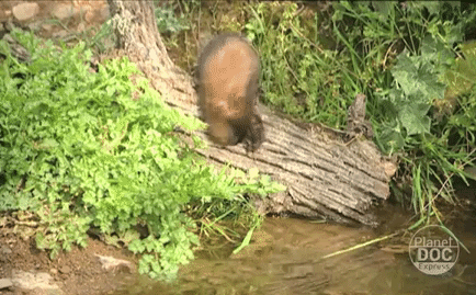 Video: Chồn hôi vào tận ổ 