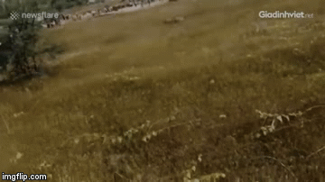 Kinh hoàng báo hoang nấp trong lùm cỏ, bất ngờ vồ người ở khu dân cư Ấn Độ