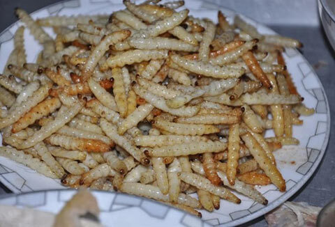 “Rờn rợn” với món đặc sản sùng tre của người Pa Cô