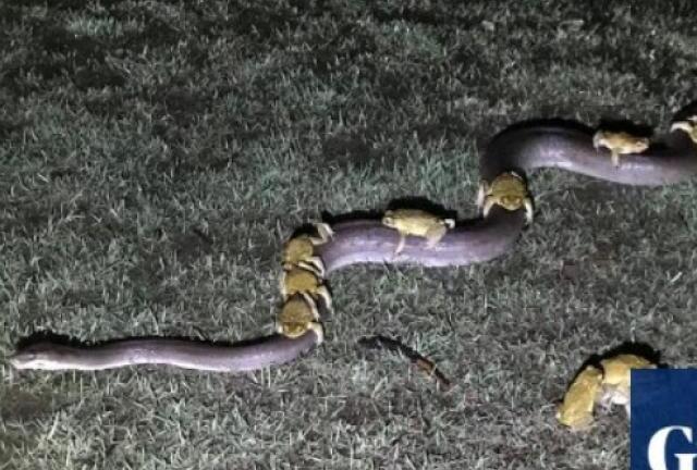 Hi hữu: Trăn dài 3,5 m phi hết tốc lực,