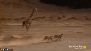 Cuộc chiến sinh tồn: Hươu cao cổ một mình