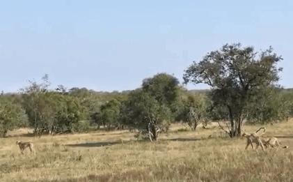 Video: 5 báo săn lầm lì tiến gần báo hoa mai và kết cục thật bất ngờ