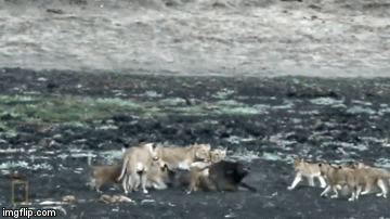 Cuộc chiến sinh tồn: 10 con sư tử từ lớn đến nhỏ tra tấn trâu rừng tàn khốc