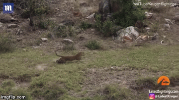Video: Báo hoa mai bay người lên không trung tóm gọn linh dương cực đỉnh