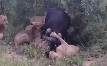 Video: Được đồng loại trợ giúp, trâu rừng xấu số vẫn chết thảm dưới nanh vuốt 6 con sư tử
