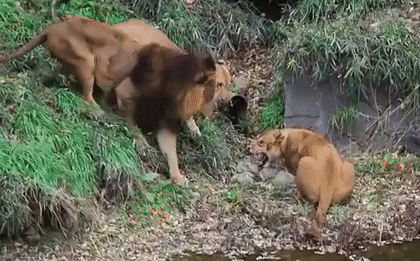 Video: Bầy sư tử bất ngờ đánh hội đồng 1 con sư tử cái