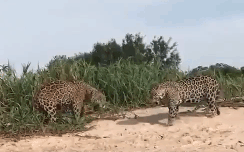 Cuộc chiến sinh tồn: 2 báo đốm đực kịch chiến, tranh giành lãnh thổ