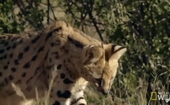 Video: Linh miêu bay người lên cao, tát liên tiếp vào đầu rắn độc và cái kết ngỡ ngàng