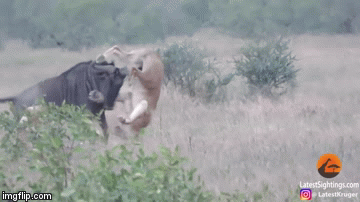 Cuộc chiến sinh tồn: Linh dương đầu bò 