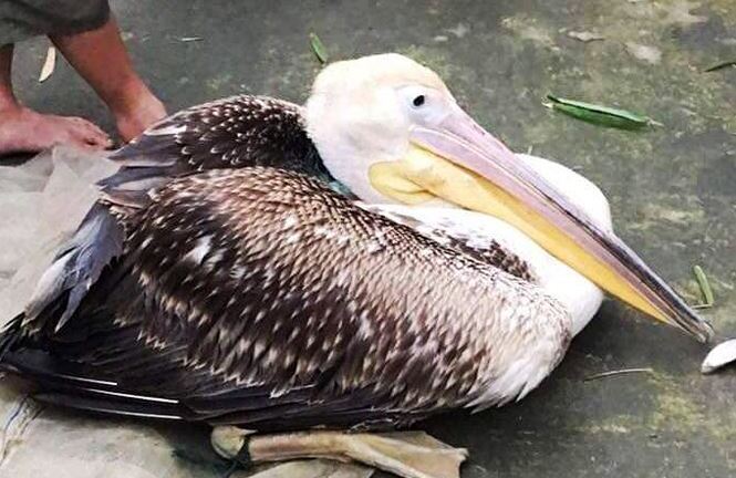 Tin tức thời sự 24h mới nhất ngày 8/1/2019: Bắt được chim