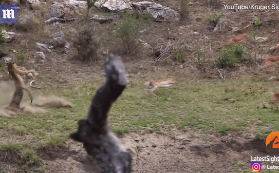 Video: Báo hoa mai nhảy cao uy lực, tung cú đớp trí mạnh vào cổ linh dương