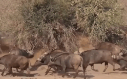 Cuộc chiến sinh tồn: Lao thẳng vào đối thủ, sư tử bị đàn trâu rừng