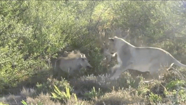 Cuộc chiến sinh tồn: Cả gan 