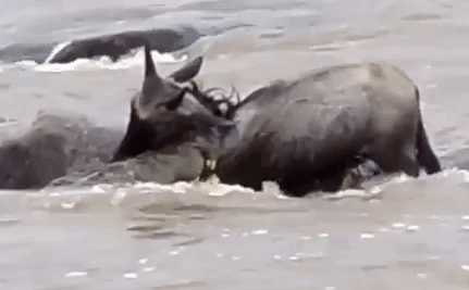 Video: Bị truy sát, linh dương lật ngược tình thế, thoát khỏi