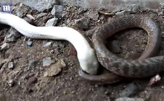 Video: Rắn bạch tạng quằn quại nuốt chửng đồng loại ở Ấn Độ