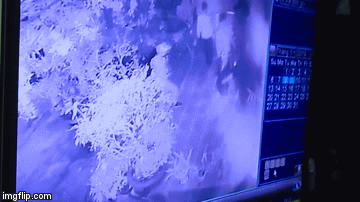 Lạnh người xem clip